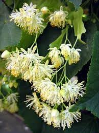 Genipap Littleleaf Flower seeds for Planting - Colorful Display, Heirloom & GMO Free Seeds for Home Garden
Sale for planting in home garden