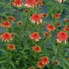 Echinacea Secret Lust Flower seeds for Planting Colorful Display Heirloom & GMO Free Seeds for Home Garden
Sale for planting in home garden