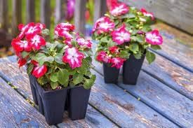 Ornamental Flower seeds for Planting Cut Flower Favorite Heirloom & GMO Free Seeds for Home Garden
Sale for planting in home garden