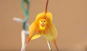 NonGMO Yellow Monkey Face Orchid Flower seeds for Planting Wildflower Mix Heirloom & GMO Free Seeds for Home Garden
Sale seeds for home garden planting