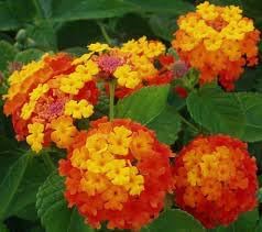 Wandelrose Flower seeds for Planting - Easy to Grow, Heirloom & GMO Free Seeds for Home Garden
Sale seeds for planting in home garden