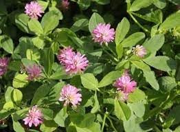 Heirloom Persian Clover Flower seeds for Planting Hardy Variety Heirloom & GMO Free Seeds for Home Garden
Sale for planting in home garden