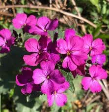 Lunaria Annua Flower seeds for Planting - Long Bloom Season, Heirloom & GMO Free Seeds for Home Garden
Sale seeds for planting in home garden