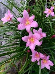 Zephyranthes Flower seeds for Planting - Cut Flower Favorite, Heirloom & GMO Free Seeds for Home Garden
Sale for planting in home garden.