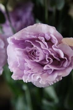 Lavender Eustoma (Lisianthus) Flower seeds for Planting - Compact Growth, Heirloom & GMO Free Seeds for Home Garden
Sale for planting in home garden.