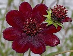 Cosmos Flower seeds for Planting Long Bloom Season Heirloom & GMO Free Seeds for Home Garden
Sale for planting in home garden