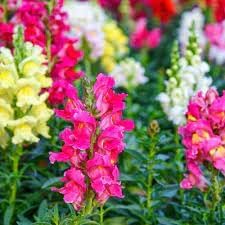 Antirrhinum Flower seeds for Planting Pollinator Friendly Heirloom & GMO Free Seeds for Home Garden
Sale for planting in home garden