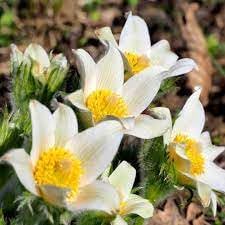 Pasque Flower seeds for Planting Garden Favorite Heirloom & GMO Free Seeds for Home Garden
Sale for planting in home garden