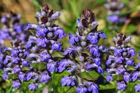 Bugle Flower seeds for Planting - Hardy Variety, Heirloom & GMO Free Seeds for Home Garden
Sale for planting in home garden.