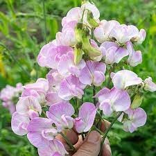 Lathyrus Latifolius Flower seeds for Planting - Seasonal Bloomer, Heirloom & GMO Free Seeds for Home Garden
Sale for planting in home garden