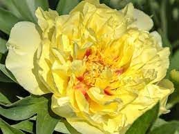 Paeonia Flower seeds for Planting - Seasonal Bloomer, Heirloom & GMO Free Seeds for Home Garden
Sale for planting in home garden