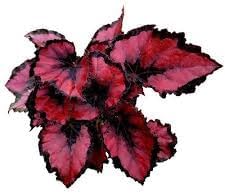 Painted Begonia Flower seeds for Planting - Premium Quality, Heirloom & GMO Free Seeds for Home Garden
Sale for planting in home garden