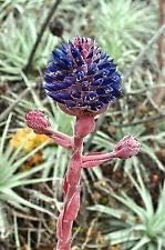 Purple Puya Venusta Flower seeds for Planting - Shade Tolerant, Heirloom & GMO Free Seeds for Home Garden
Sale seeds for planting in home garden
