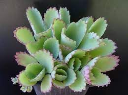 Kalanchoe Flower seeds for Planting - Long Bloom Season, Heirloom & GMO Free Seeds for Home Garden
Sale for planting in home garden
