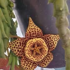 Stapelia Variegata Flower seeds for Planting - Garden Favorite, Heirloom & GMO Free Seeds for Home Garden
Sale for planting in home garden.