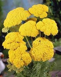 Achillea Flower seeds for Planting Compact Growth Heirloom & GMO Free Seeds for Home Garden
Sale for planting in home garden