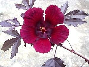 Hibiscus Burgundy Flower seeds for Planting - Sun Loving, Heirloom & GMO Free Seeds for Home Garden
Sale for planting in home garden.