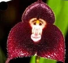 Dark Red Monkey Face Orchid Flower seeds for Planting - Hardy Variety, Heirloom & GMO Free Seeds for Home Garden
Sale seeds for planting in home garden