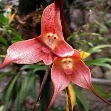 Monkey Face Pink Flower seeds for Planting - Cut Flower Favorite, Heirloom & GMO Free Seeds for Home Garden
Sale for planting in home garden.