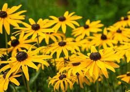 Rudbeckia Flower seeds for Planting Compact Growth Heirloom & GMO Free Seeds for Home Garden
Sale for planting in home garden