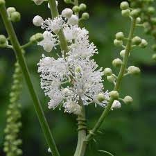 Cimicifuga Racemosa Flower seeds for Planting Hardy Variety Heirloom & GMO Free Seeds for Home Garden
Sale for planting in home garden