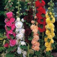 Hollyhock Flower seeds for Planting Sun Loving Heirloom & GMO Free Seeds for Home Garden
Sale for planting in home garden