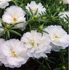 Moss Rose Flower seeds for Planting Perfect for Borders Heirloom & GMO Free Seeds for Home Garden
Sale for planting in home garden