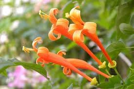 Lonicera Ciliosa Flower seeds for Planting Compact Growth Heirloom & GMO Free Seeds for Home Garden
Sale for planting in home garden