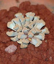 Sea Green Titanopsis Hugo-Schlechteri Flower seeds for Planting - Garden Favorite, Heirloom & GMO Free Seeds for Home Garden
Sale for planting in home garden.