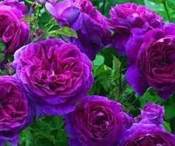 Pink Purple Climbing Rose Flower seeds for Planting - Garden Favorite, Heirloom & GMO Free Seeds for Home Garden
Sale seeds for planting in home garden