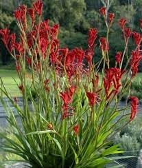 Anigozanthos Flavidus Flower seeds for Planting Colorful Display Heirloom & GMO Free Seeds for Home Garden
Sale for planting in home garden