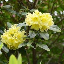Rhododendron Flower seeds for Planting Fragrant Blossoms Heirloom & GMO Free Seeds for Home Garden
Sale for planting in home garden