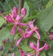 Heirloom Lonicera Tatarica Flower seeds for Planting Fragrant Blossoms Heirloom & GMO Free Seeds for Home Garden
Sale for planting in home garden