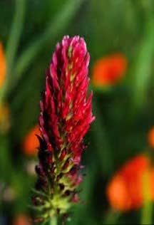 Pink Pachystachys Lutea Seeds Flower seeds for Planting - Perfect for Borders, Heirloom & GMO Free Seeds for Home Garden
Sale for planting in home garden.