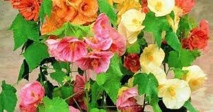 Abutilon Bellvue Flower seeds for Planting - Drought Tolerant, Heirloom & GMO Free Seeds for Home Garden
Sale for planting in home garden.
