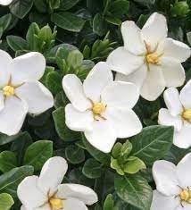Heirloom Jasminoids Flower seeds for Planting Premium Quality Heirloom & GMO Free Seeds for Home Garden
Sale for planting in home garden