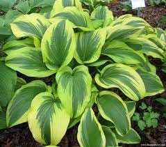 garden seeds for montana Heirloom Montana Hosta Seeds Flower seeds for Planting