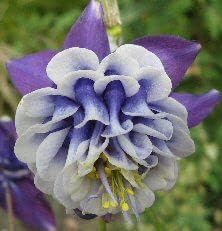 Aquilegia Flower seeds for Planting - Colorful Display, Heirloom & GMO Free Seeds for Home Garden
Sale for planting in home garden.