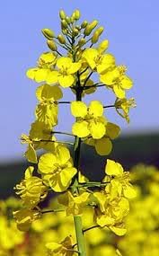 Wikipedia Flower seeds for Planting - Wildflower Mix, Heirloom & GMO Free Seeds for Home Garden
Sale seeds for planting in home garden