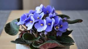 Sellify Flower seeds for Planting Sun Loving Heirloom & GMO Free Seeds for Home Garden
Sale seeds for home garden planting