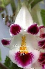 Pink Martynia Flower seeds for Planting - Shade Tolerant, Heirloom & GMO Free Seeds for Home Garden
Sale for planting in home garden.