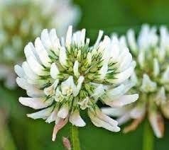 Dutch Flower seeds for Planting - Long Bloom Season, Heirloom & GMO Free Seeds for Home Garden
Sale for planting in home garden.