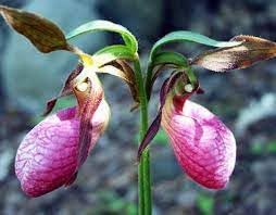 Heirloom Lady's Slipper Orchid Flower seeds for Planting Bright Blooms Heirloom & GMO Free Seeds for Home Garden
Sale for planting in home garden
