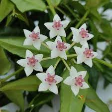 Hoya Bella Flower seeds for Planting - Shade Tolerant, Heirloom & GMO Free Seeds for Home Garden
Sale for planting in home garden.