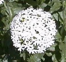 Maltese (Maltese Cross) seeds for planting in home garden