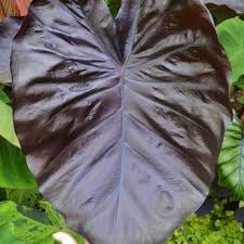 Leaf Alocasia Flower seeds for Planting - Vibrant Colors, Heirloom & GMO Free Seeds for Home Garden
Sale seeds for planting in home garden