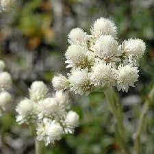 Pussytoes Flower seeds for Planting Hardy Variety Heirloom & GMO Free Seeds for Home Garden
Sale for planting in home garden