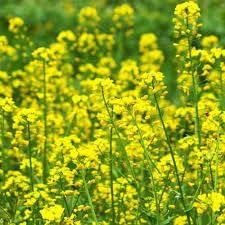 Rapeseed Flower seeds for Planting - Sun Loving, Heirloom & GMO Free Seeds for Home Garden
Sale seeds for planting in home garden