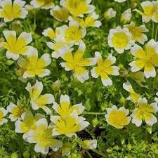 Heirloom Limnanthes Douglasii Flower seeds for Planting Garden Favorite Heirloom & GMO Free Seeds for Home Garden
Sale for planting in home garden