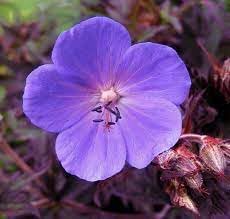 Heirloom Geranium Pratense Flower seeds for Planting Bright Blooms Heirloom & GMO Free Seeds for Home Garden
Sale for planting in home garden